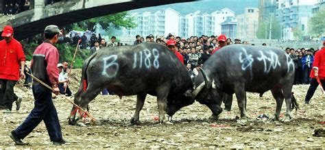 牛擔是什麼|【牛擔】牛擔大爆料！揭秘「牛擔」背後不為人知的秘密